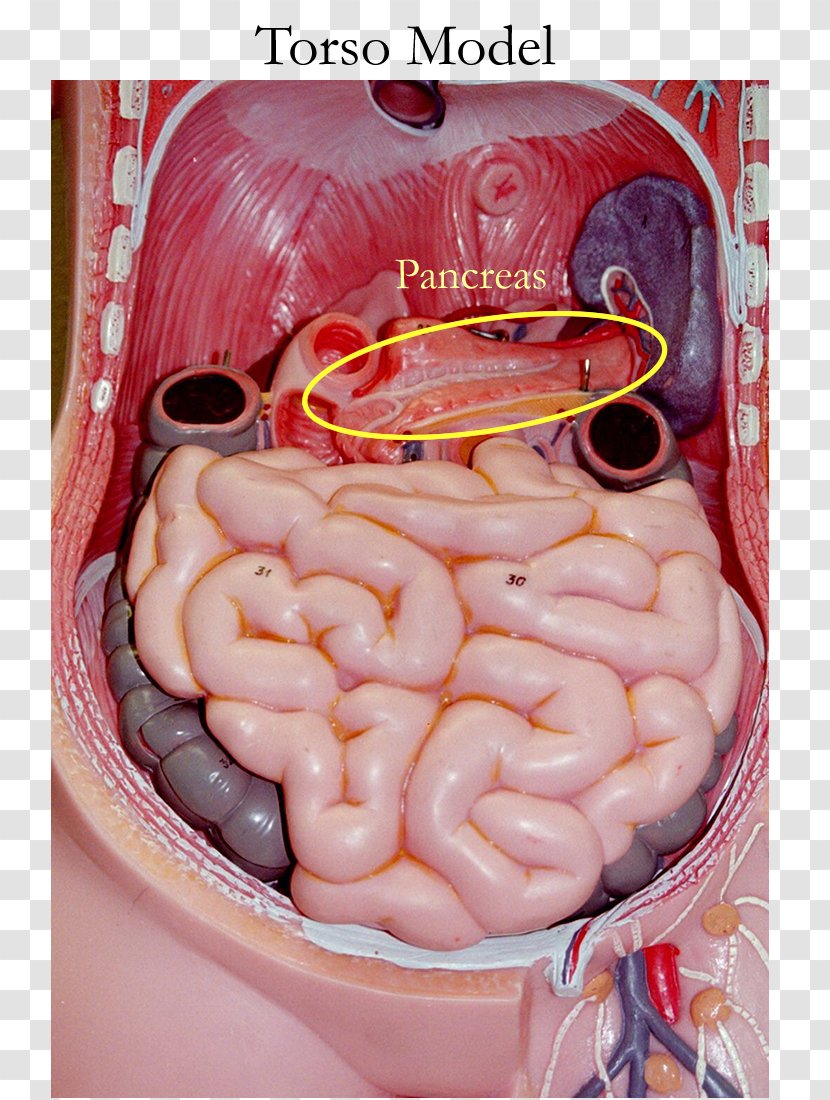 Small Intestine Anatomy Gastrointestinal Tract Human Body Torso - Tree - Spleen Transparent PNG