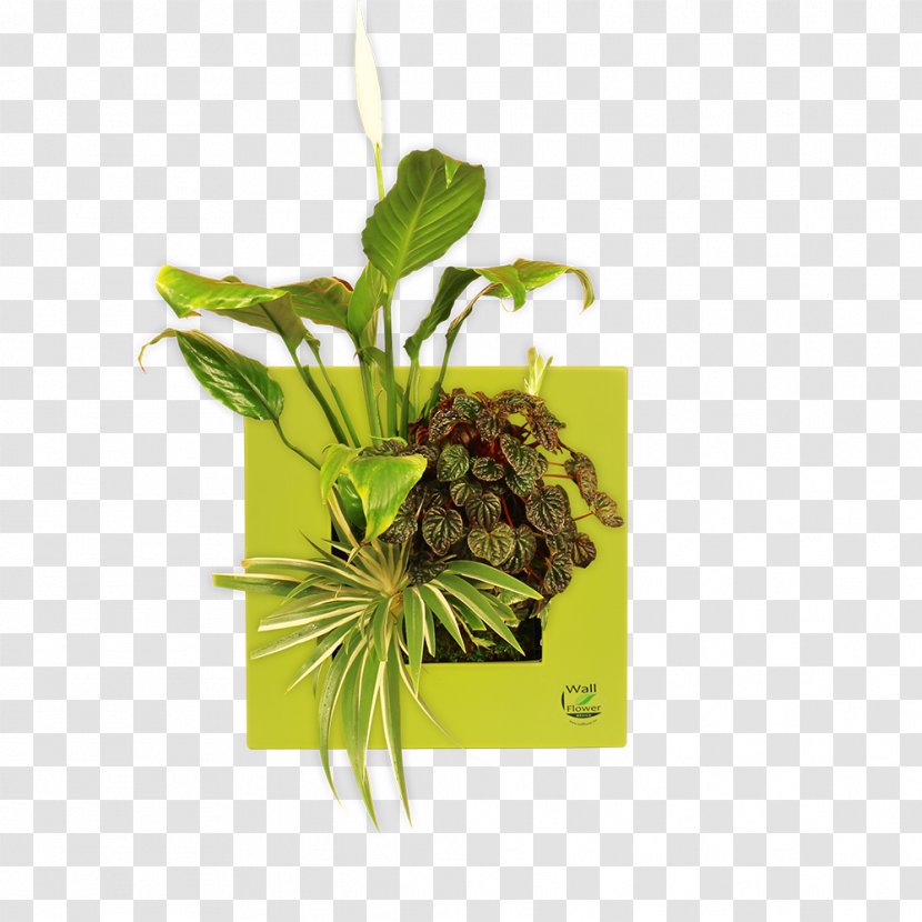 Wish Nature Leaf Nile - Wallflower - Plant Transparent PNG