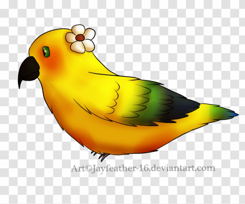 Lovebird Parakeet Feather Beak Pet - Tree - Jayfeather Transparent PNG