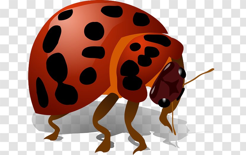 Beetle Ladybird Clip Art - Bug Transparent PNG