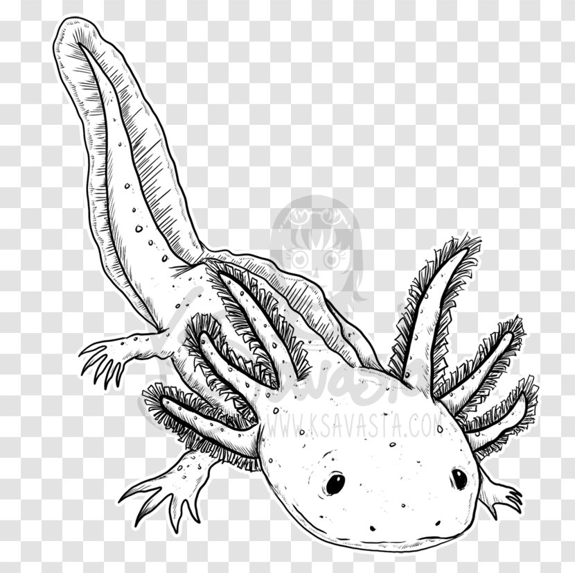 Sea Turtle Sketch Illustration Line Art - Terrestrial Animal - Axolote Vector Transparent PNG