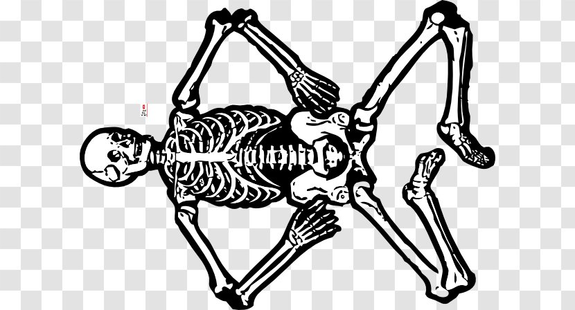 Human Skeleton Anatomy Body Skull - Sports Equipment - Man Transparent PNG