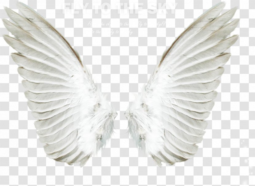 Angel Clip Art - Wing - Wings Transparent PNG
