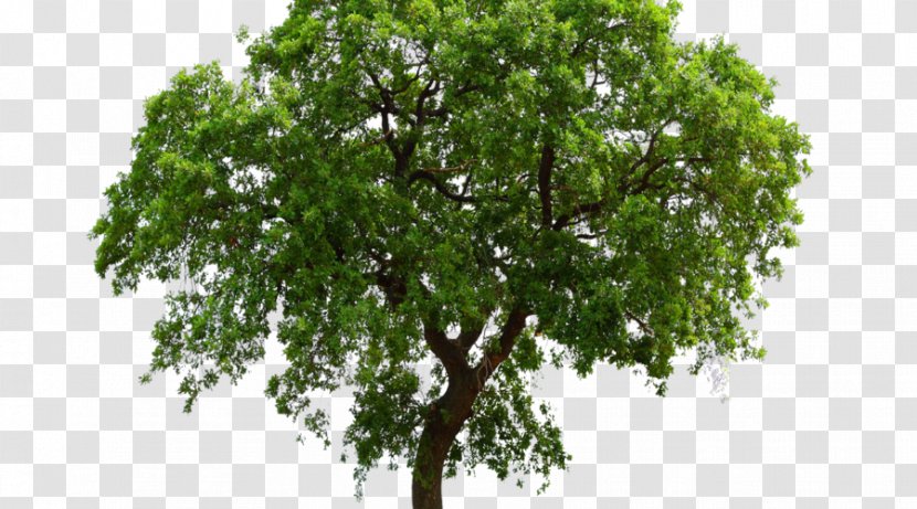 Tree Oak Shrub - Arborist Transparent PNG