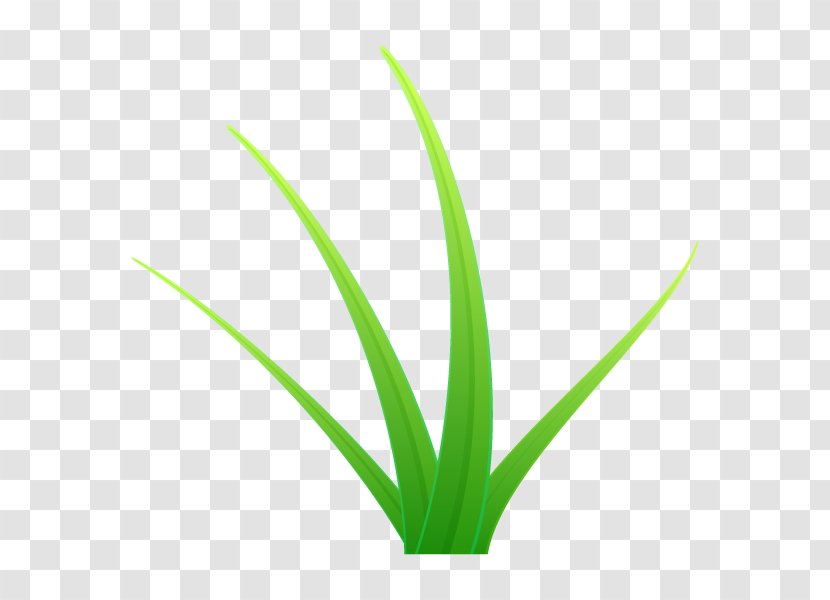 Grasses Leaf Aloe Vera Plant Stem Line - Aloes - Grass Transparent PNG