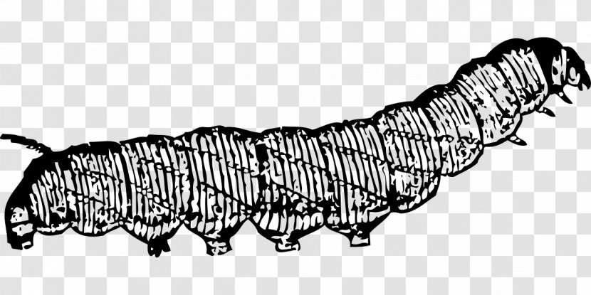 Drawing Caterpillar Clip Art Transparent PNG