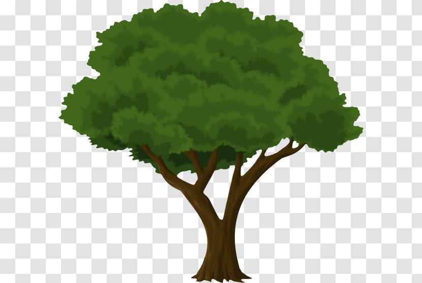 Oak Tree Drawing - Flower - Elm Leaf Vegetable Transparent PNG