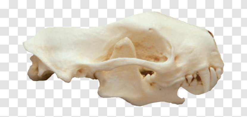 Striped Skunk Mammal Animal Skulls - Spotted Transparent PNG