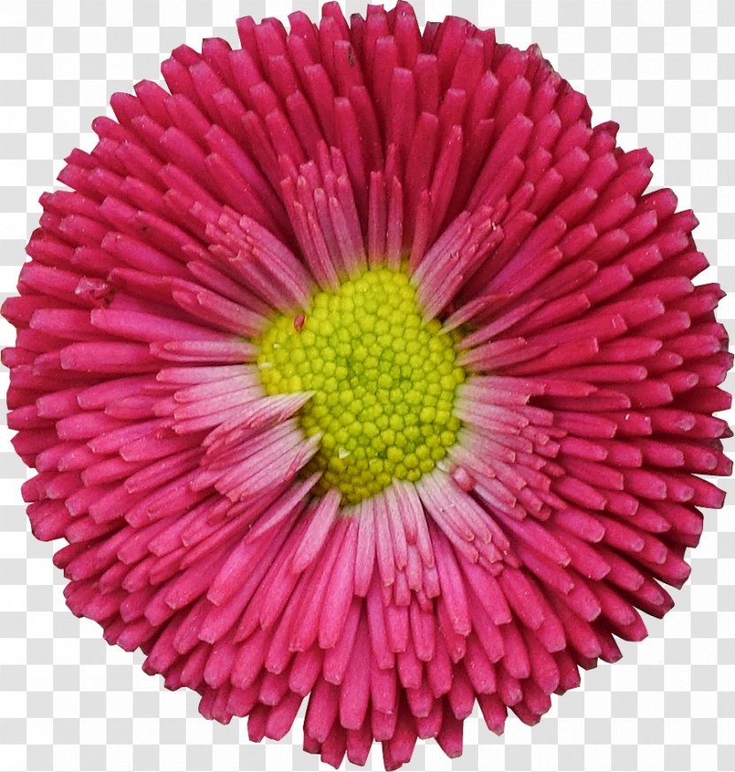 Common Daisy Flower Garden Roses - Clipping Path Transparent PNG