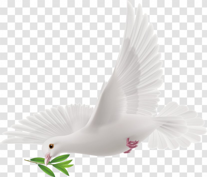 Peace - Artworks - Dove Decorative Design Vector Transparent PNG