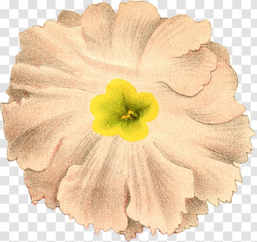 Petal Cut Flowers Flowering Plant Botany Transparent PNG