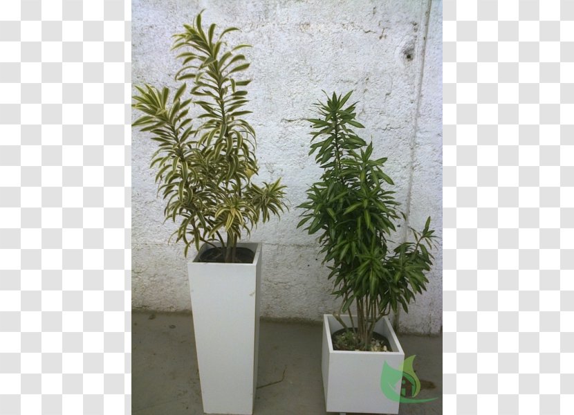 Tree Flowerpot Houseplant Shrub Herb Transparent PNG