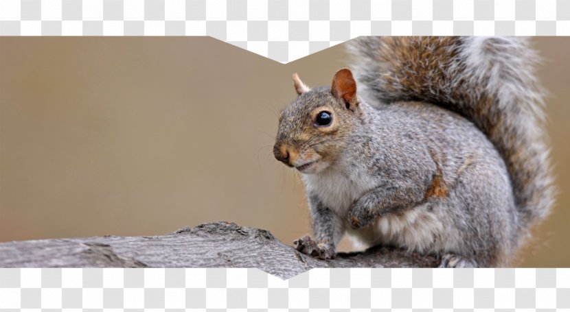 Fox Squirrel Westerville Eastern Gray Red - Fauna Transparent PNG