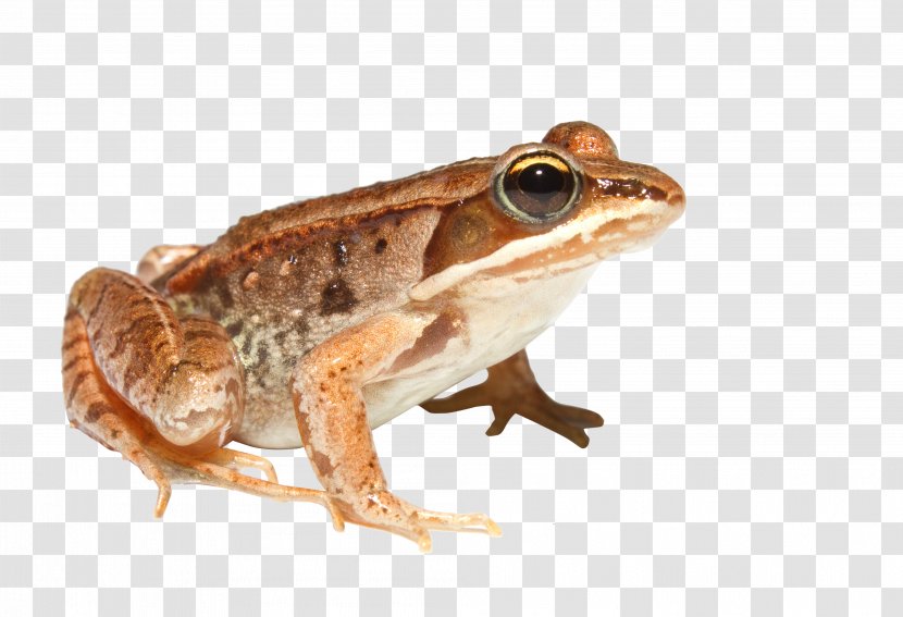 Wood Frog American Bullfrog Boreal Forest Of Canada Amphibian - Cryobiology - 5 Transparent PNG
