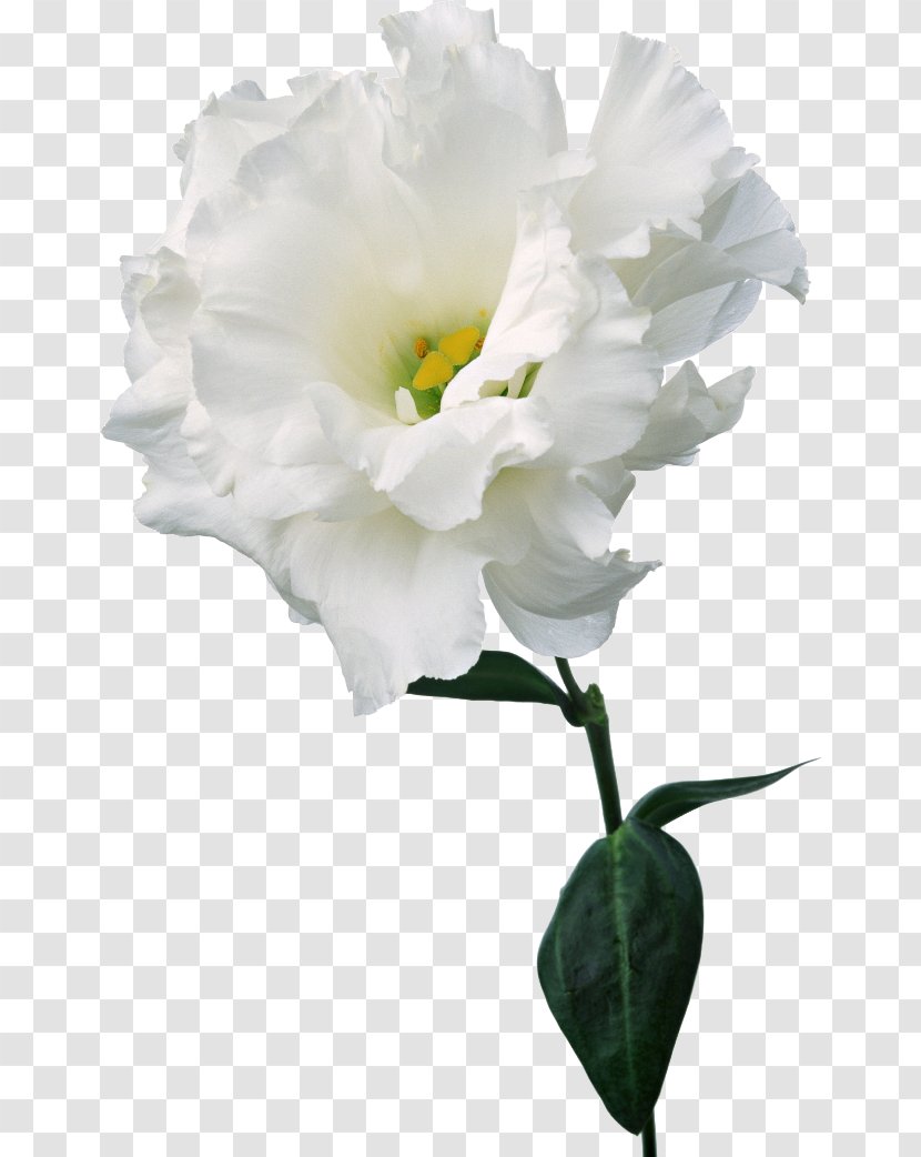 Carnation Cut Flowers Color Nosegay - Rose Order - Flower Transparent PNG