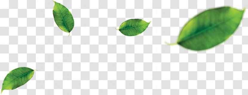Green Tea Matcha Leaf - Plant Stem Transparent PNG
