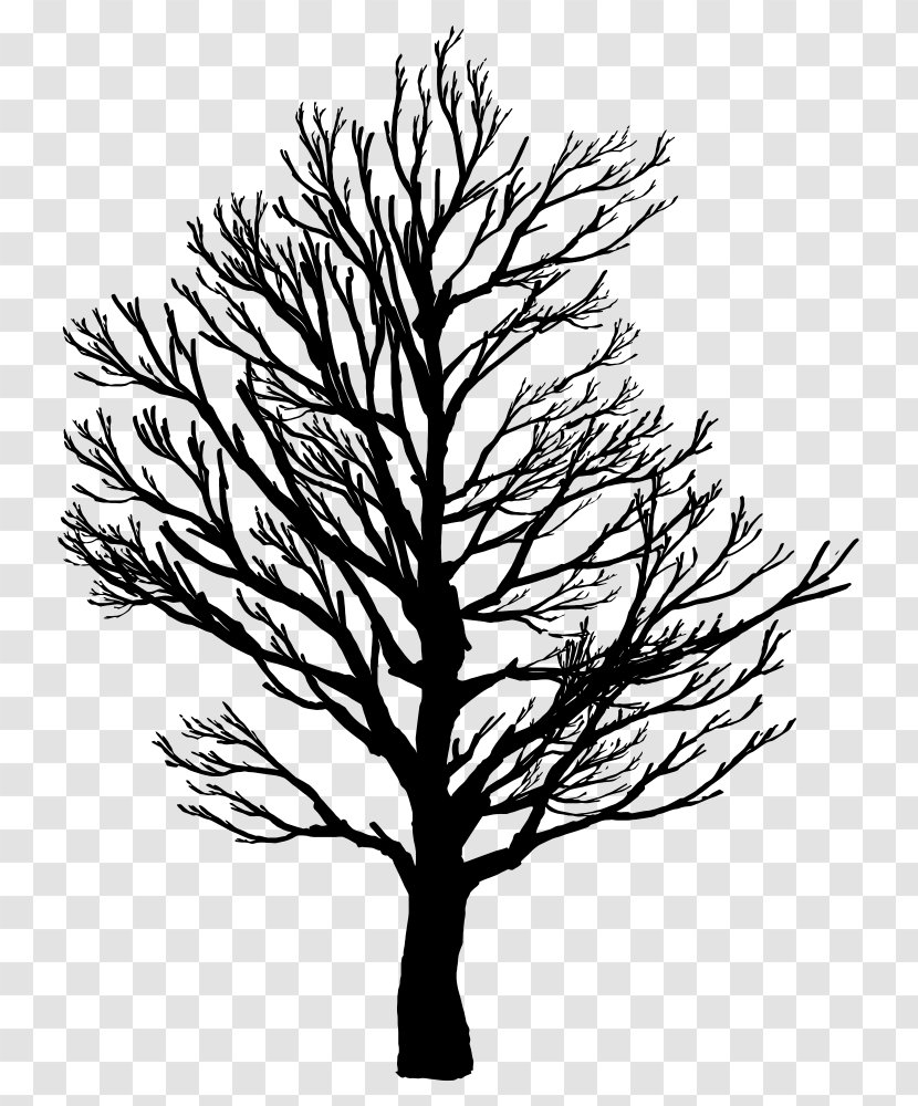 Family Tree Silhouette - Oregon Pine - Western Yellow Transparent PNG