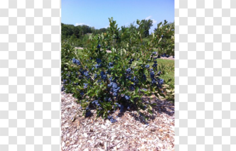 Bleuetière Plant Blueberry Agriculture Shrubland - Land Lot - Baiecomeau Transparent PNG