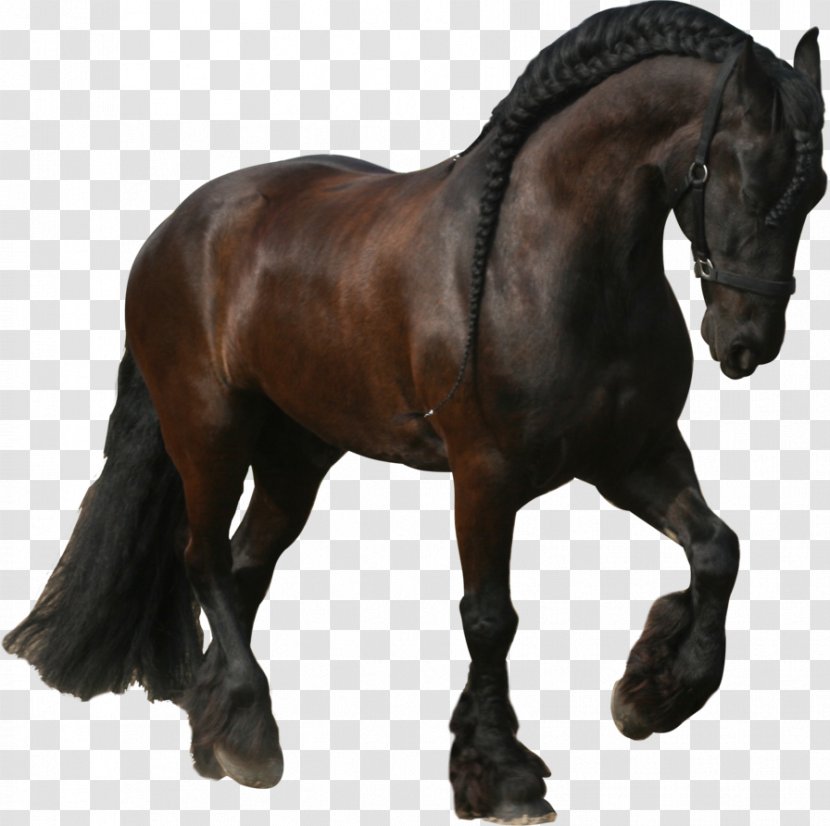 Friesian Horse Stallion Mane Mustang Trot Transparent PNG