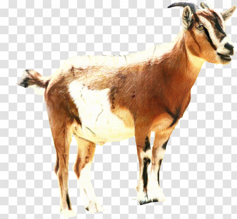 Sheep Clip Art Russian White Goat Barbari - Antelope Transparent PNG