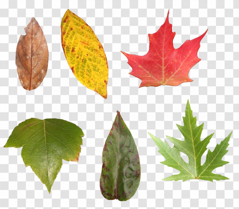 Maple Leaf Image Download - Green - Autumn Colors Transparent PNG