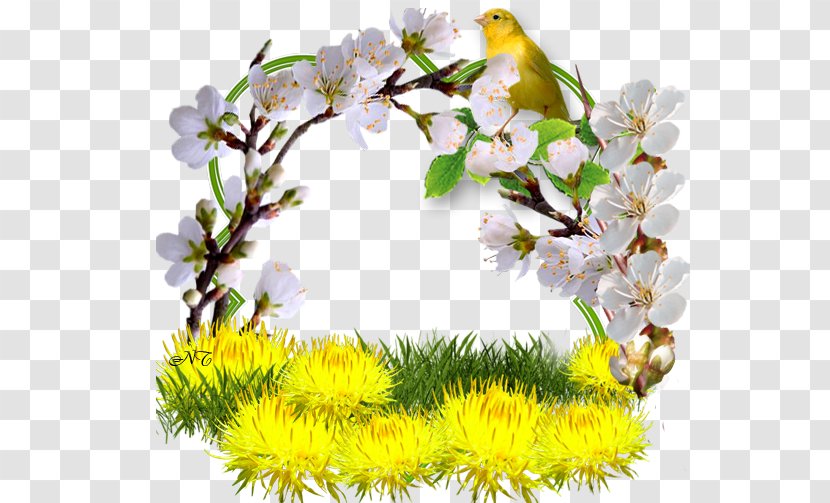 Dandelion Spring Odnoklassniki Flower Clip Art - Blossom Transparent PNG