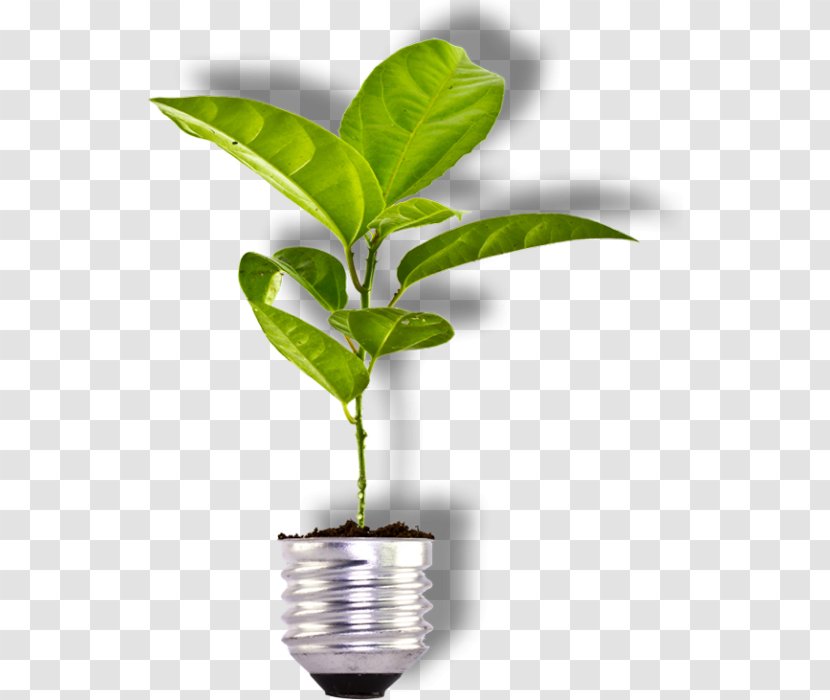 Sustainable Development Sustainability Energy Biomass Business - Plant - Theme Transparent PNG
