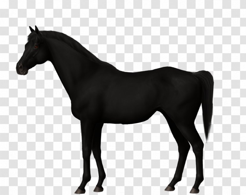 Stallion Trakehner Canadian Horse Mare Mustang - Supplies Transparent PNG