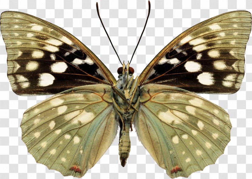 Butterfly Color Photography Sasakia Charonda Transparent PNG