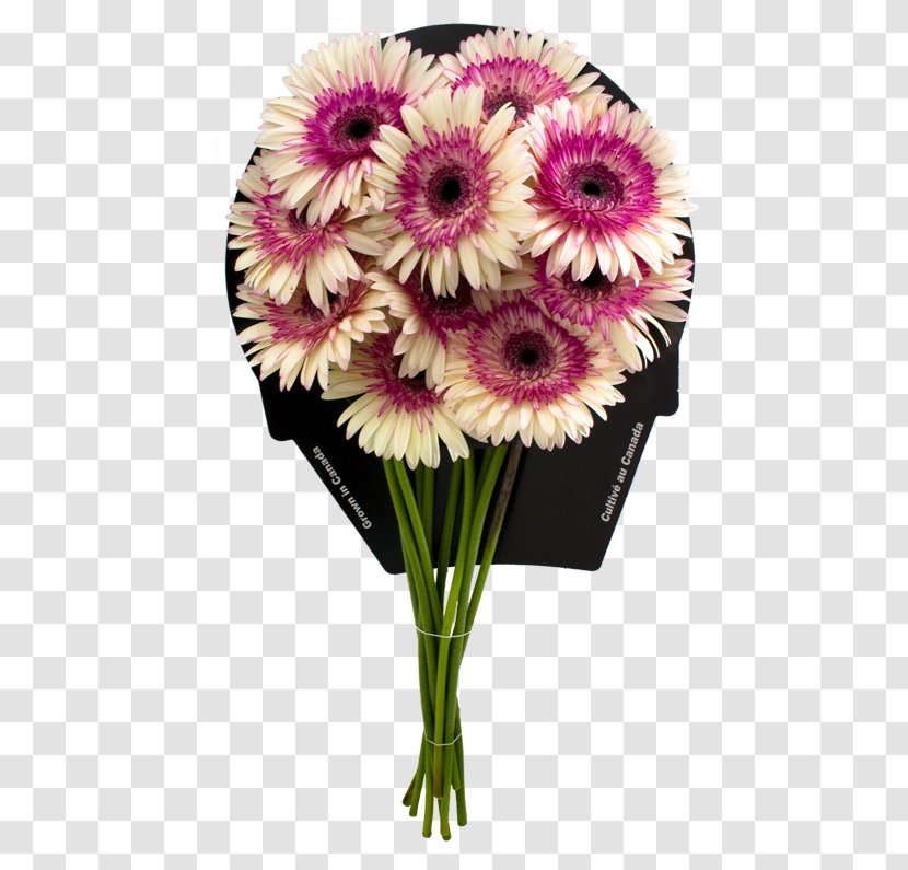 Transvaal Daisy Floral Design Cut Flowers Flower Bouquet - Arranging Transparent PNG