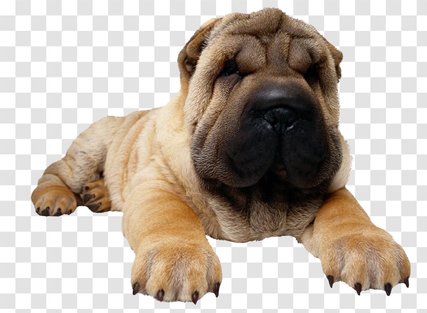 Shar Pei Puppy Pug Rottweiler Dog Toys - Non Sporting Group Transparent PNG