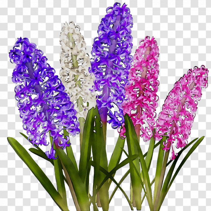 Hyacinth Cut Flowers Lavender - Iris - Delphinium Transparent PNG