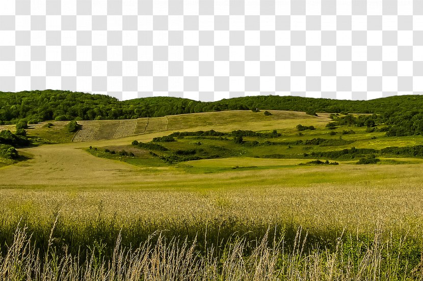 Slovakia Opium Poppy J. Rockcliff Realtors, Kat Sellis Landscape Meadow - Gold And Wheat Transparent PNG