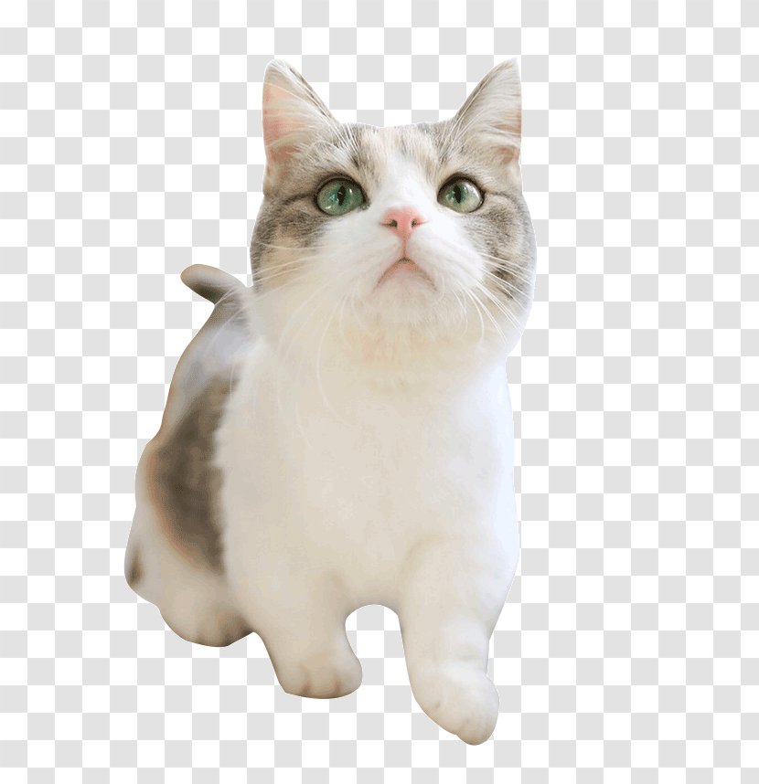 American Shorthair Munchkin Cat Aegean Wirehair Ragdoll - Pet - Focus Meow Star People Transparent PNG