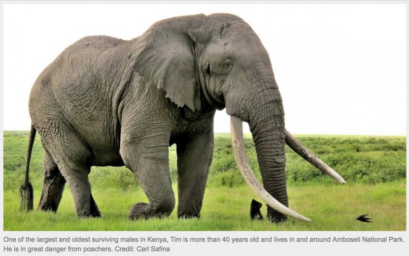 African Bush Elephant The Sanctuary Sumatran Poaching - Herd - Elephants Transparent PNG