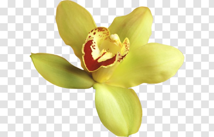 Popular Orchids Flower Clip Art - Moth - Yellow Flowers Transparent PNG