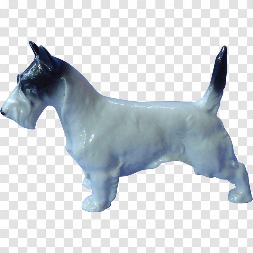 Scottish Terrier Cairn Wire Hair Fox American Staffordshire Bull - Carnivoran Transparent PNG