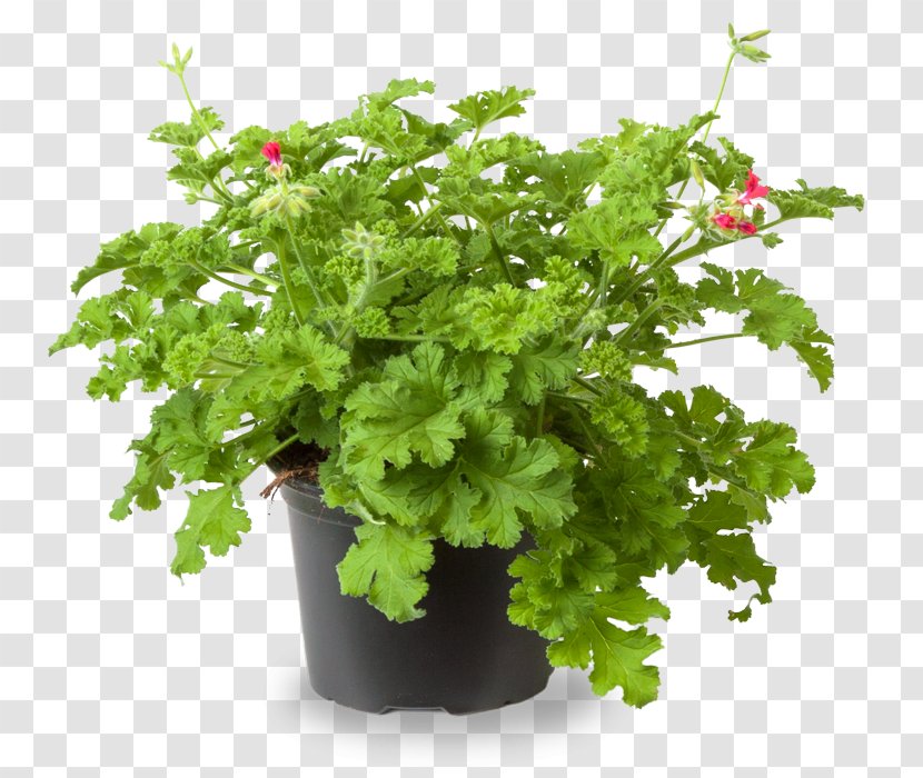 Plant Geraniums Crane's-bill Odor Chervil - Leaf Vegetable - Sweet-scented Transparent PNG