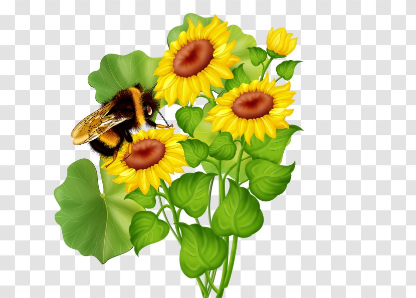 Common Sunflower Cut Flowers Clip Art - Petal - Flower Transparent PNG