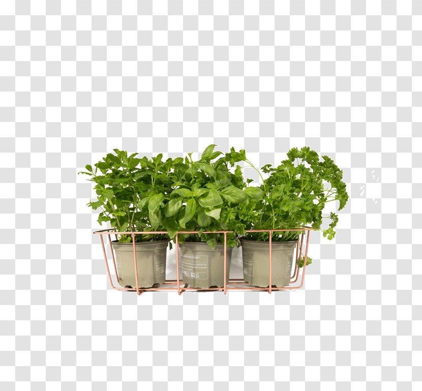 Flowerpot Herb Vase Vegetable - Fines Herbes - Bulk Spice Organizer Transparent PNG