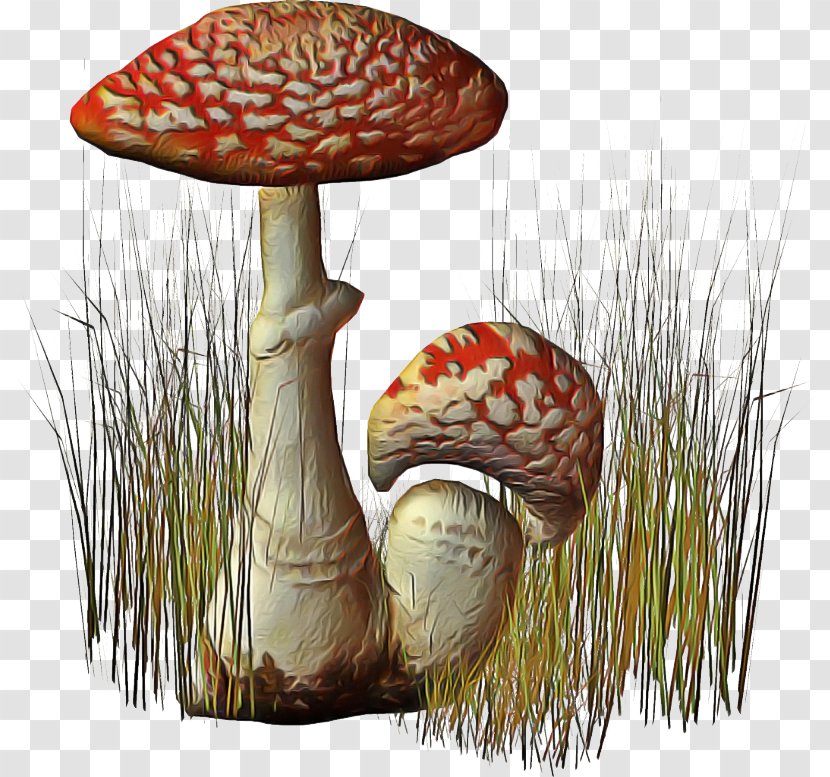 Mushroom Cartoon - Bolete - Champignon Russula Integra Transparent PNG