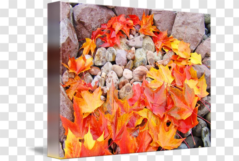 Petal Flower Leaf Autumn - Poster Transparent PNG