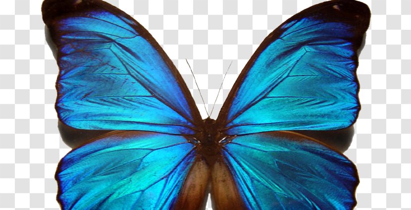 Butterfly Symmetry Noether's Theorem Menelaus Blue Morpho - Flower - Butter Fly Transparent PNG