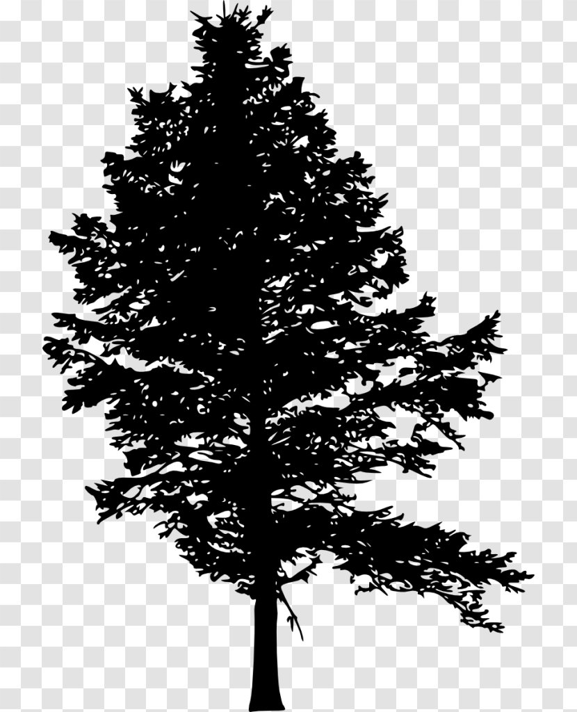 Pine Fir Tree Silhouette Drawing - Photography Transparent PNG