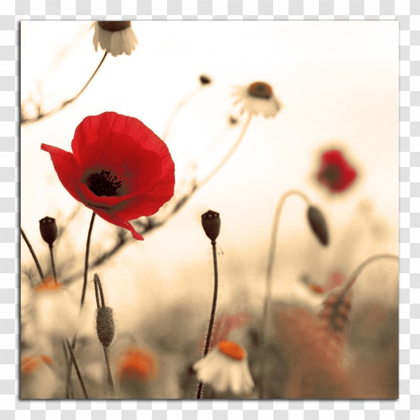 Armistice Day Studio Fitness: Victoria November 11 First World War Public Holiday - Poppy Transparent PNG