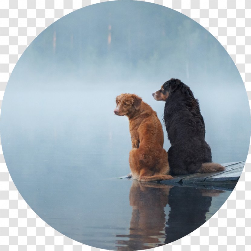 Golden Retriever Dog Food Photography Pet Newfoundland - Genz%c5%8d Wakabayashi Transparent PNG
