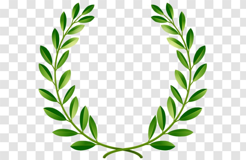 Bay Laurel Wreath Clip Art - Greenpeace Olive Branch Transparent PNG