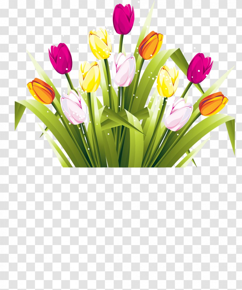 Tulip Graduation Ceremony Photography - Flower Transparent PNG