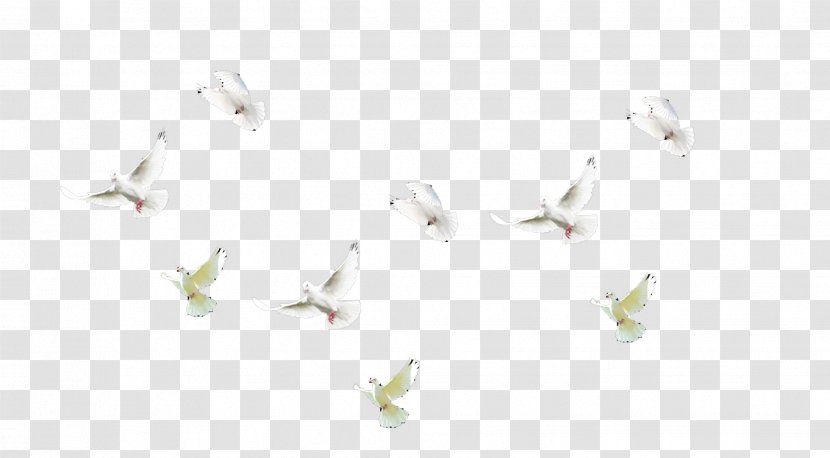Angle Petal Pattern - Pigeon Transparent PNG