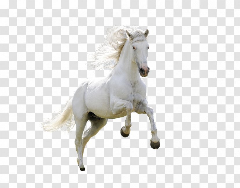 Horse Download Desktop Wallpaper - Animals HD Free Matting Material Transparent PNG